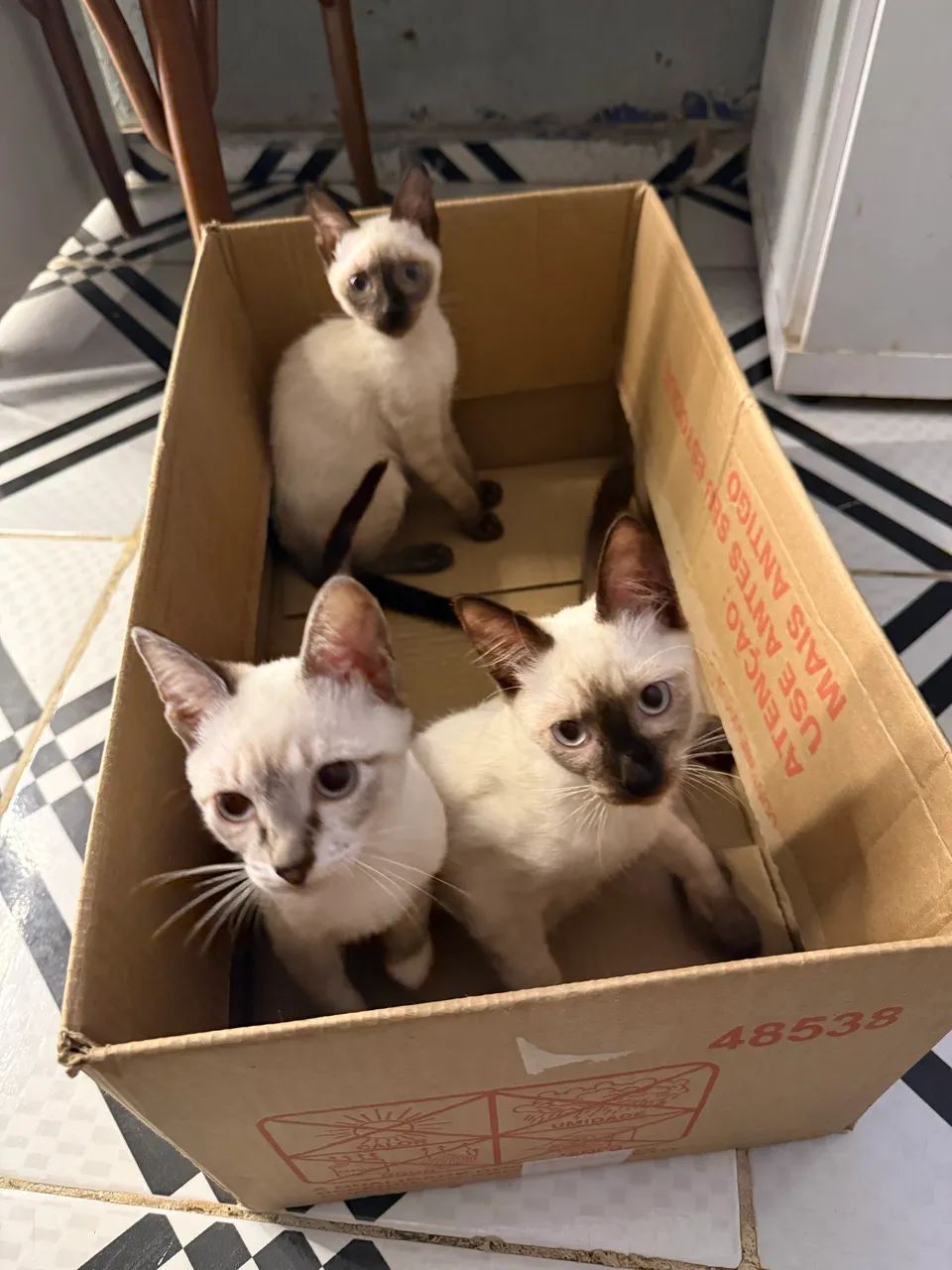 Doação de Gatos - Foto 5