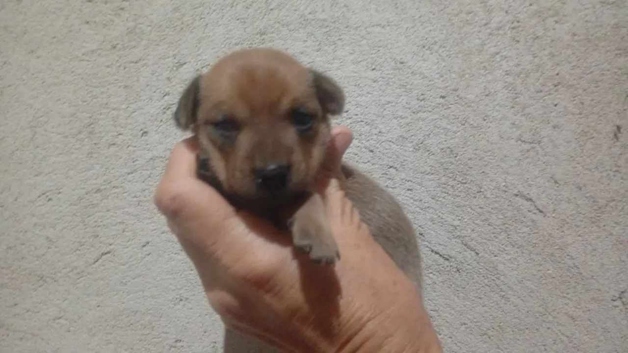 Zerinho - Foto 3