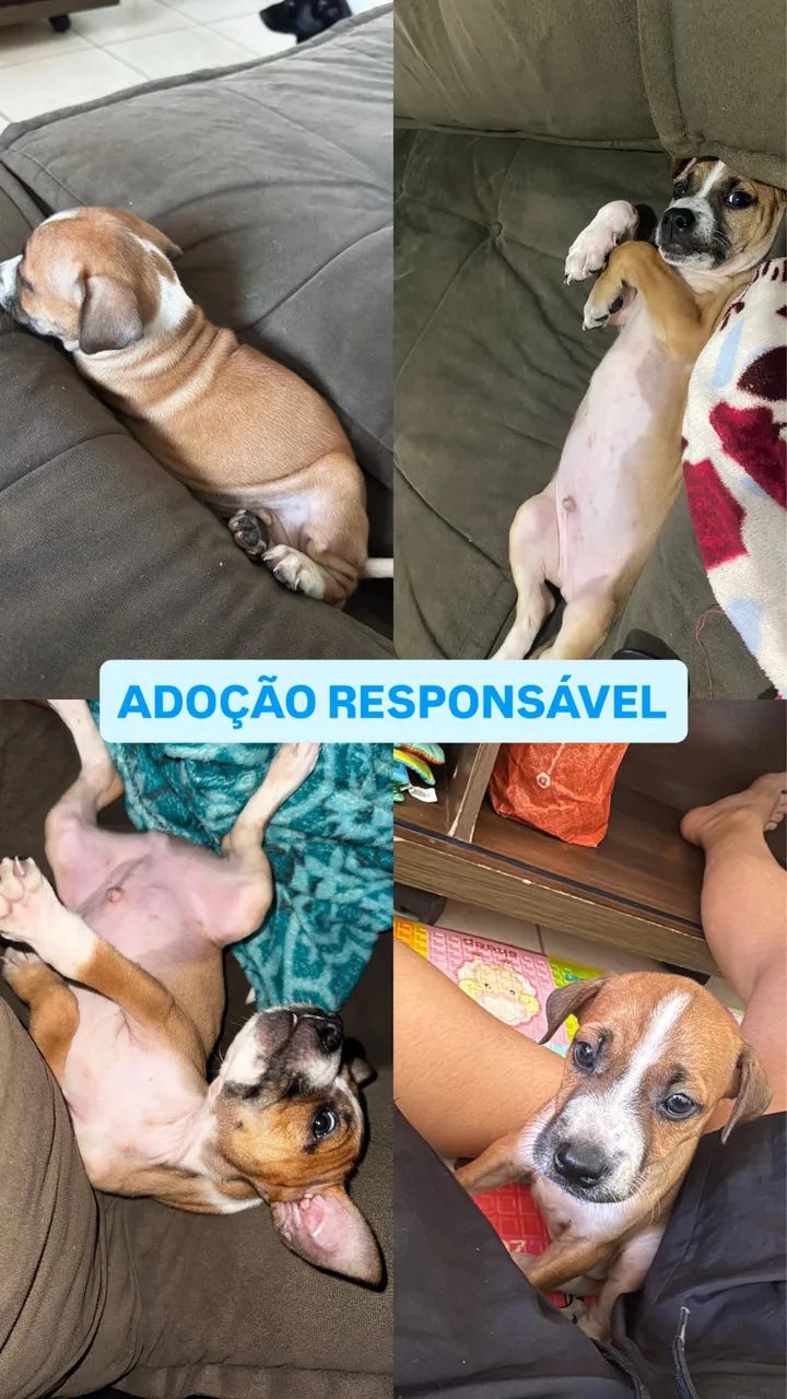 Adoção 