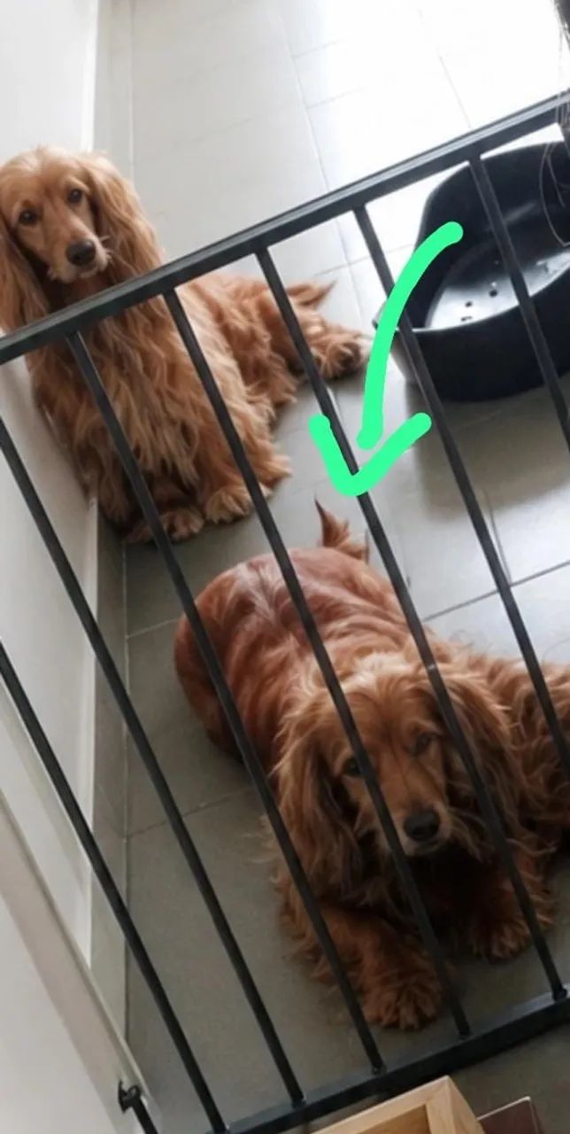 Filhotes de cocker Spaniel Inglês  - Foto 5