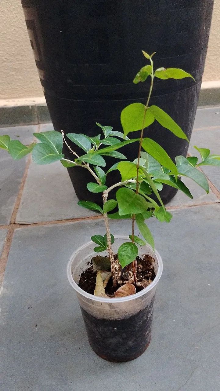 Olive Tree Sapling433925515914792962