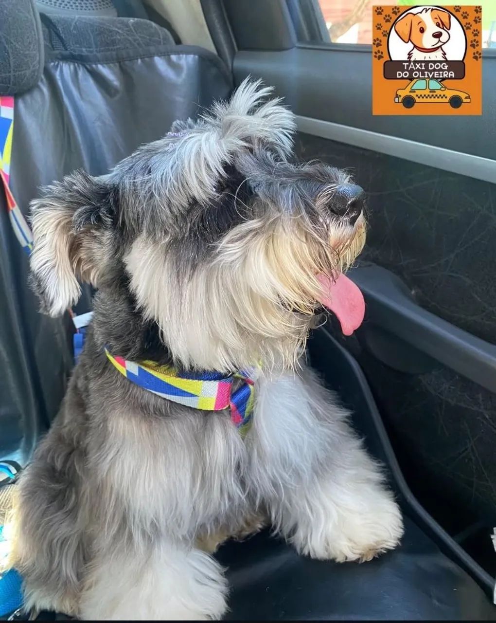 TAXI DOG  - Foto 2