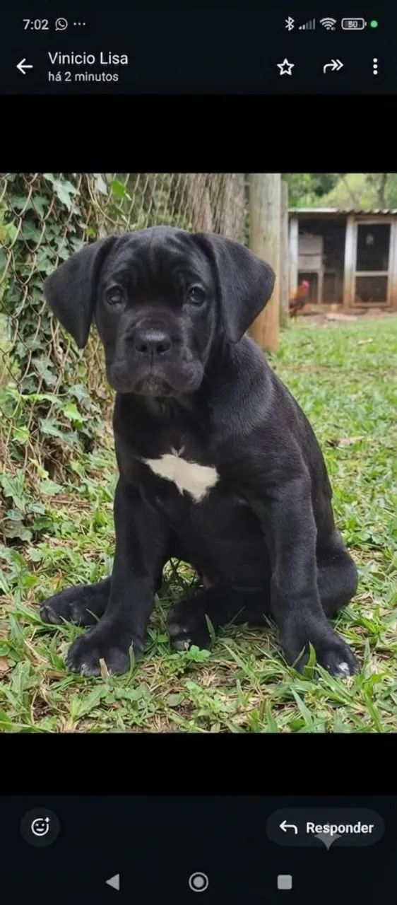 Fêmea de cane corso 