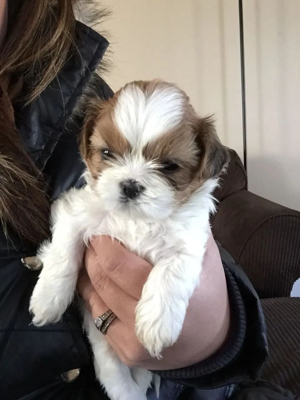 Shih tzu disponivel