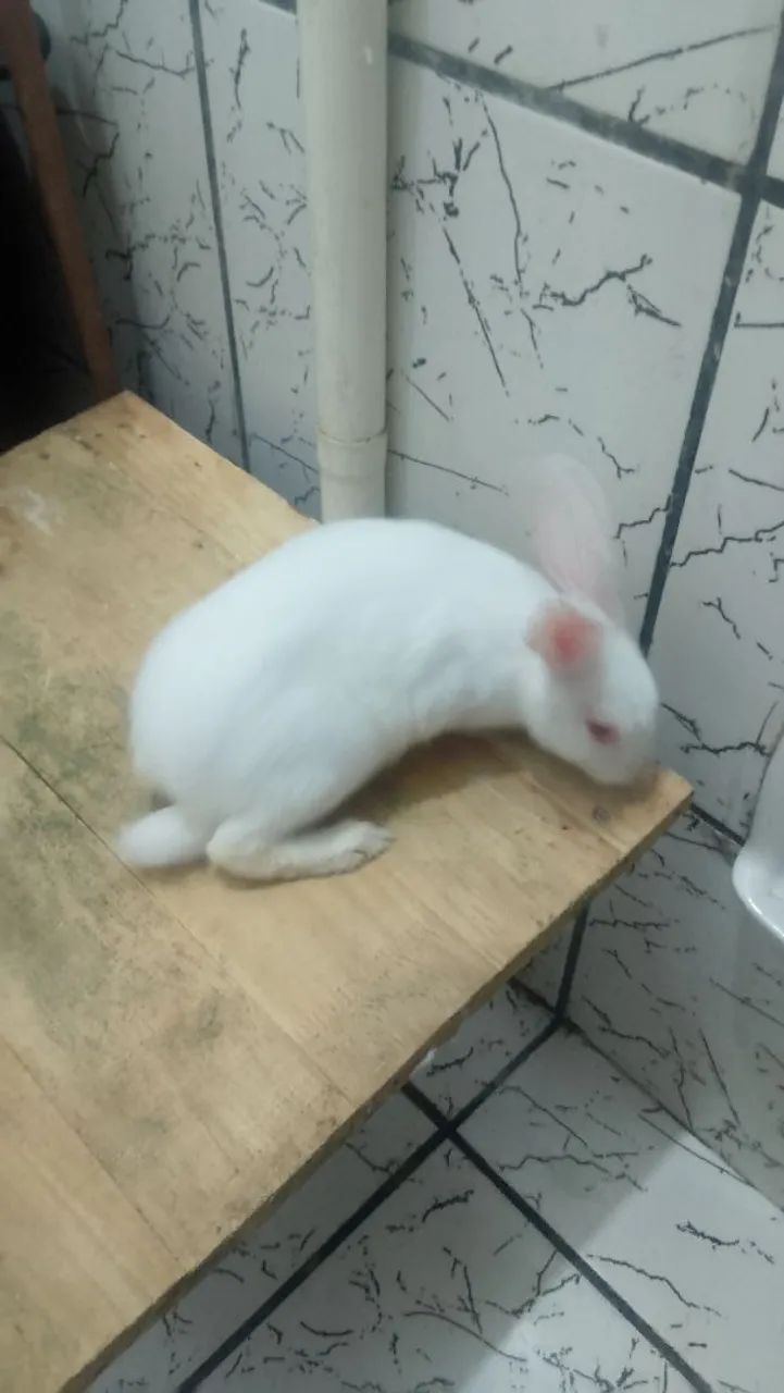 Vendo coelha  - Foto 2