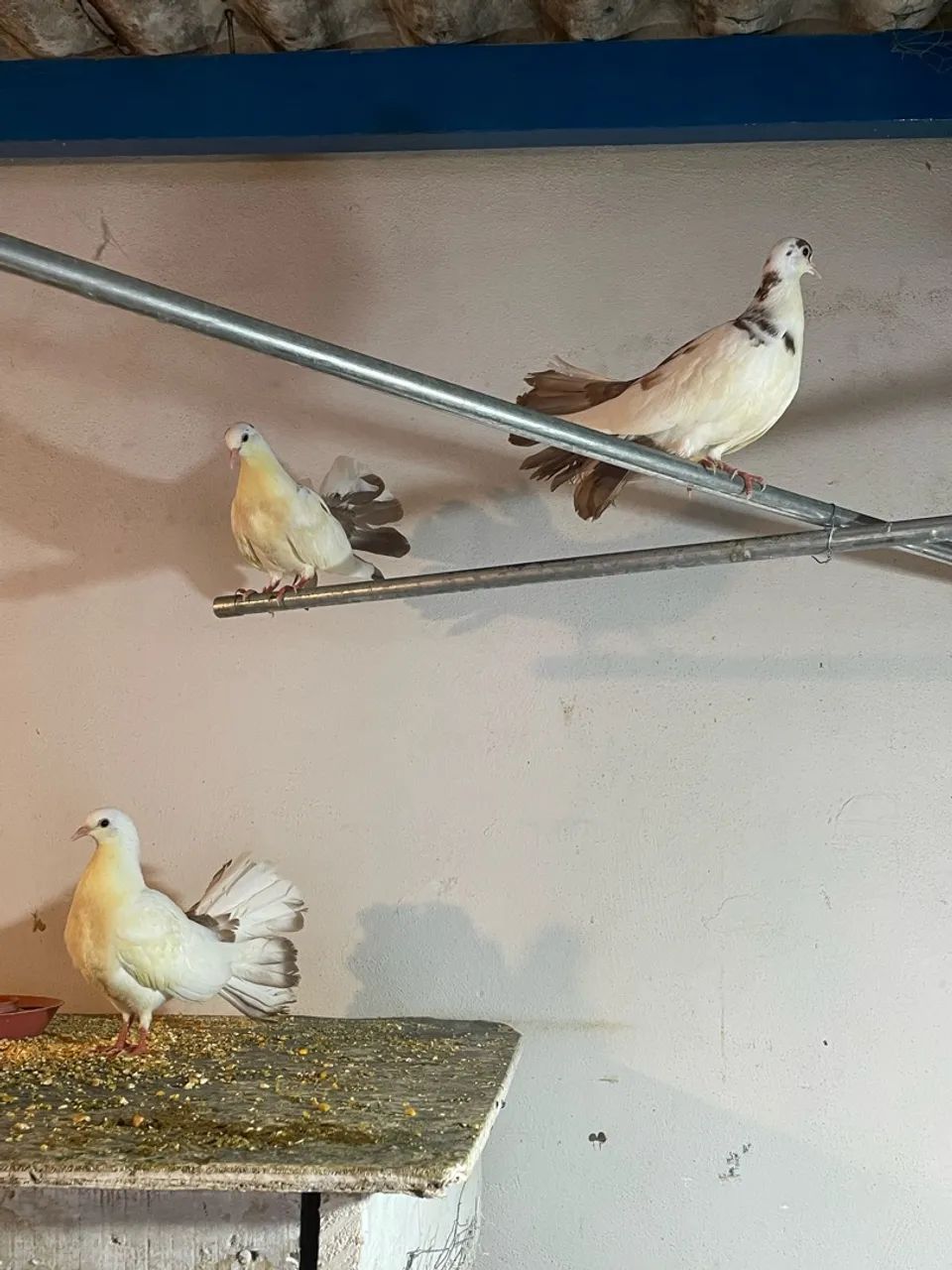 Animais - Foto 3
