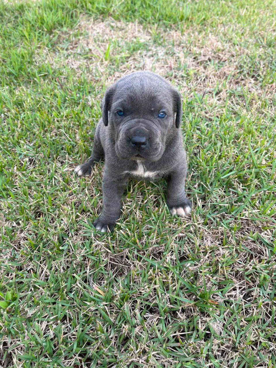 Filhote de cane corso 
