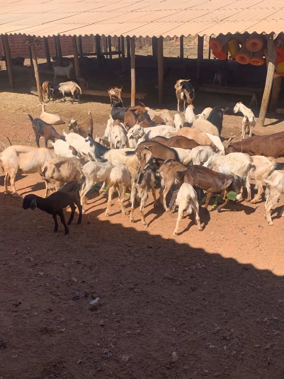 Cabras e bodes  - Foto 3
