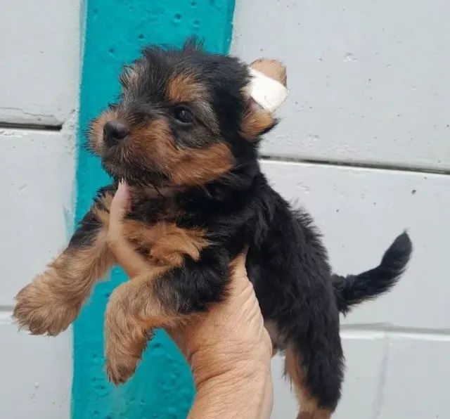 Yorkshire Terrier disponível mini e padrão 
