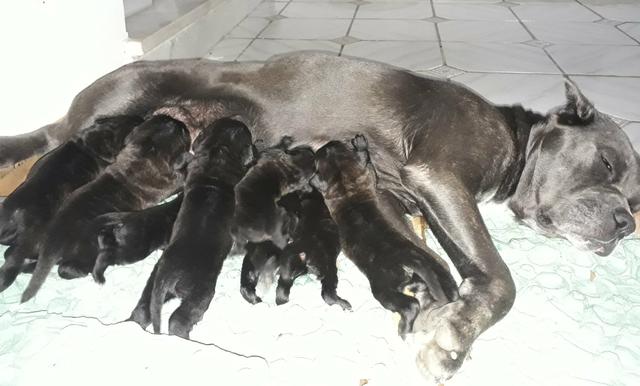 Filhote de Cane Corso - Foto 2