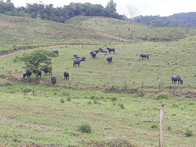 Fazenda completa - Foto 2
