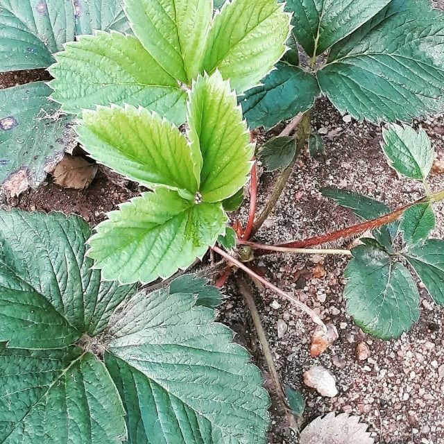 Mudas de morango - Foto 2
