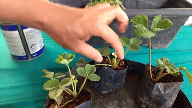 Mudas de morango - Foto 4