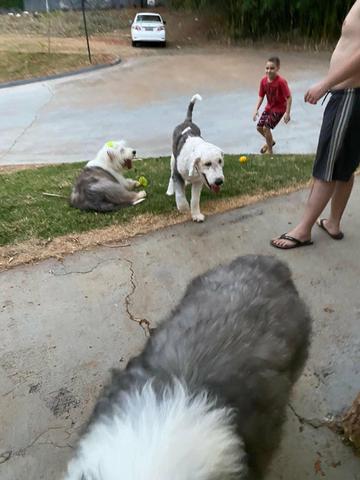 Cachorro sheep dog macho - Foto 3