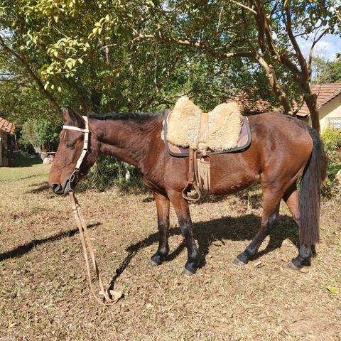 Cavalo - Foto 2