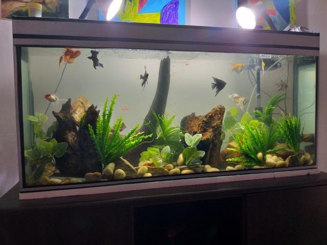 Aquário projetado por um Decorador - Foto 6