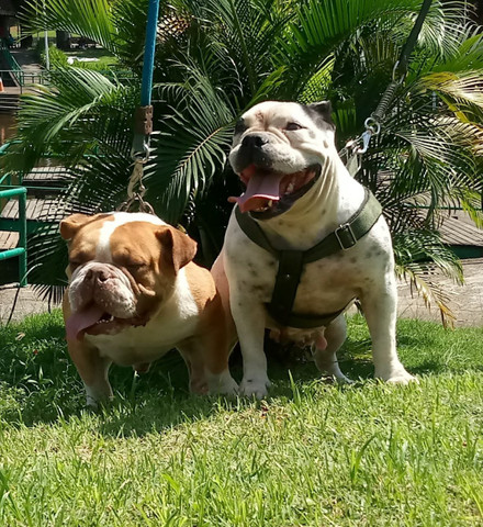Exotic Bully