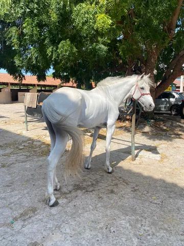 Égua QM e Cavalo Marchador - Foto 2