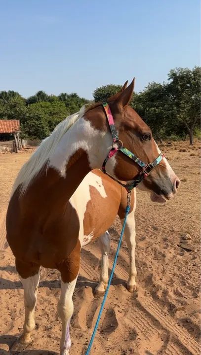 Cavalo Paint Horse P.O. Registrado - Foto 2