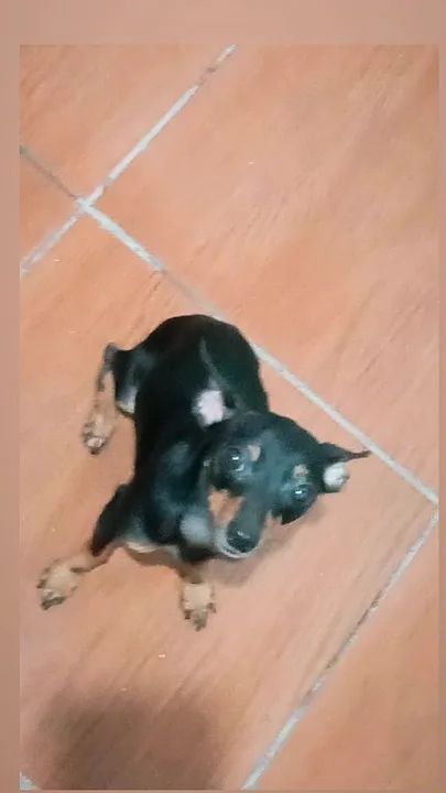 Pinscher  - Foto 2