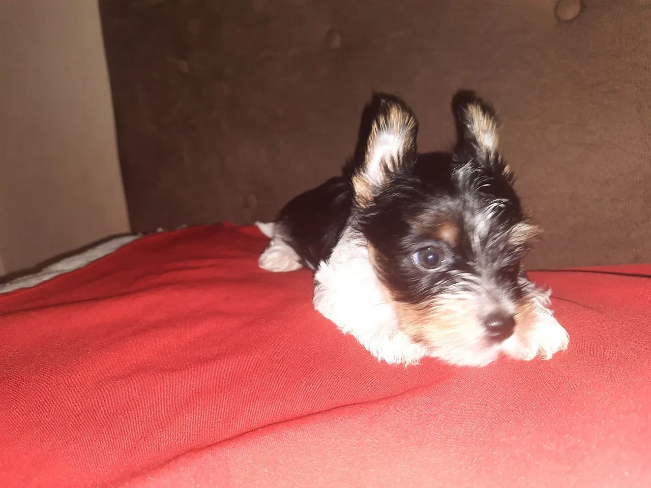 York biewer  - Foto 2