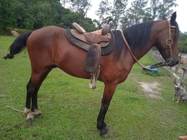 Cavalo Mangalarga Marchador para venda