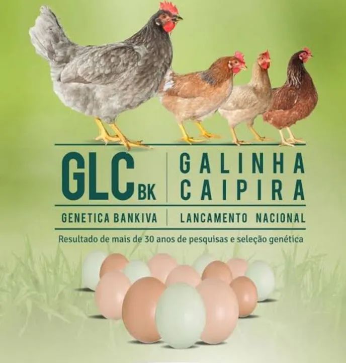 Ovos galados Galinha GLC