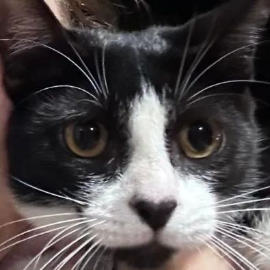 Gatinha filhote disponível para adoção  - Foto 5