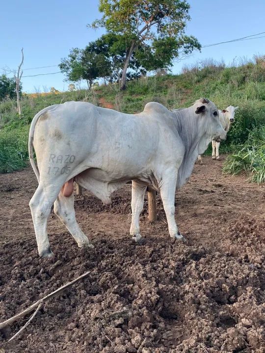 Touro Raça Nelore - registrado muito dócil