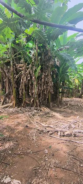 Sítio na ponte alta Sul ao lado do clube caiçara. - Foto 5