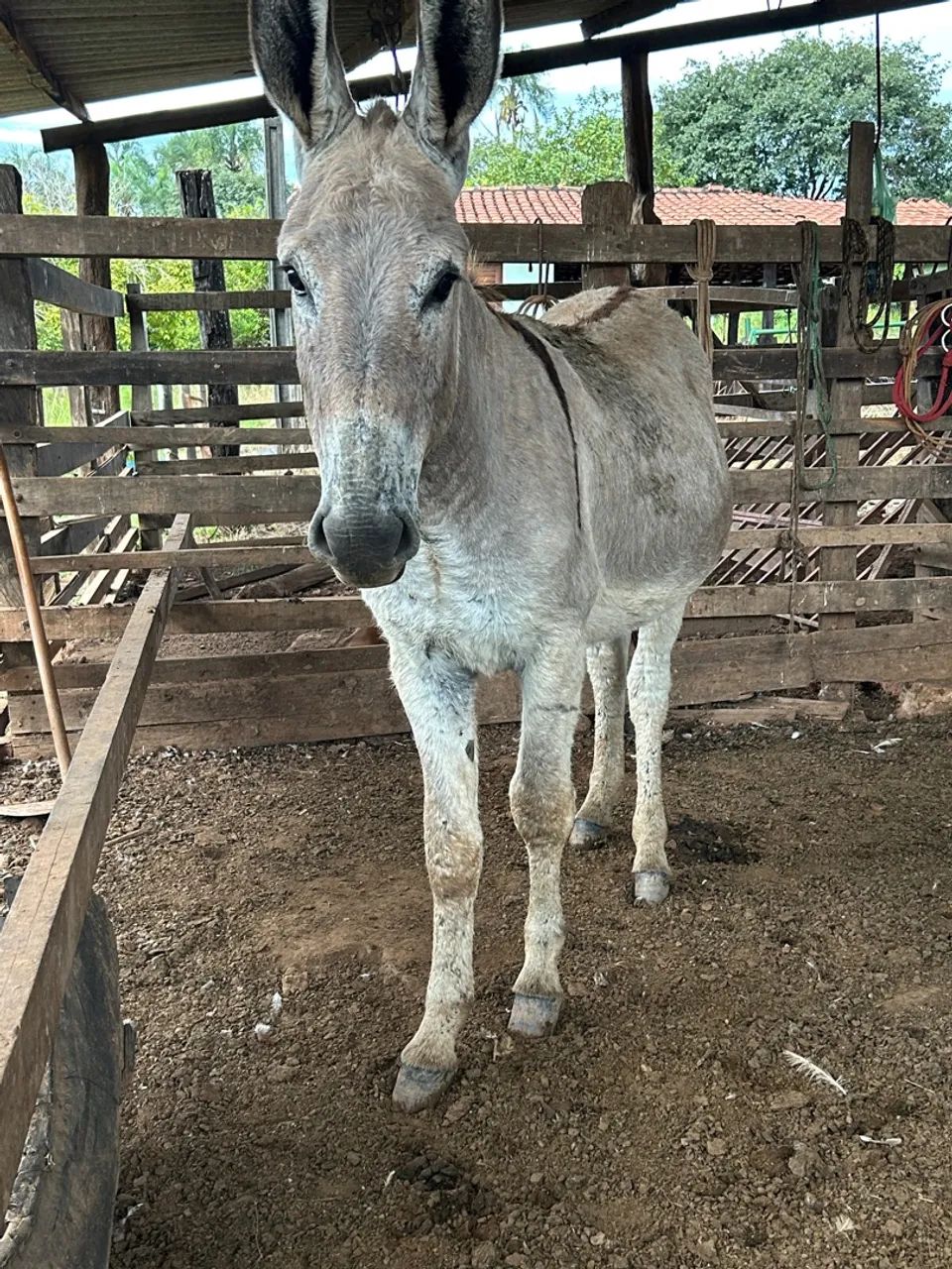 Na de colocar na baia ainda cresce muito novinho  - Foto 6