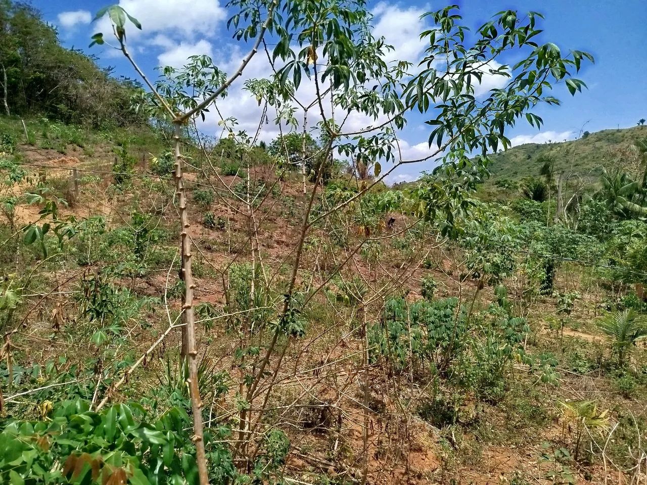 Chácara com Poço e energia  - Foto 5