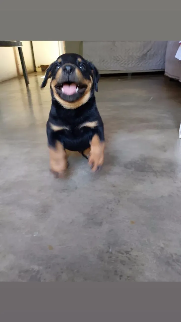 Filhote de Rottweiler Sorridente - Fofo e Brincalhão!
