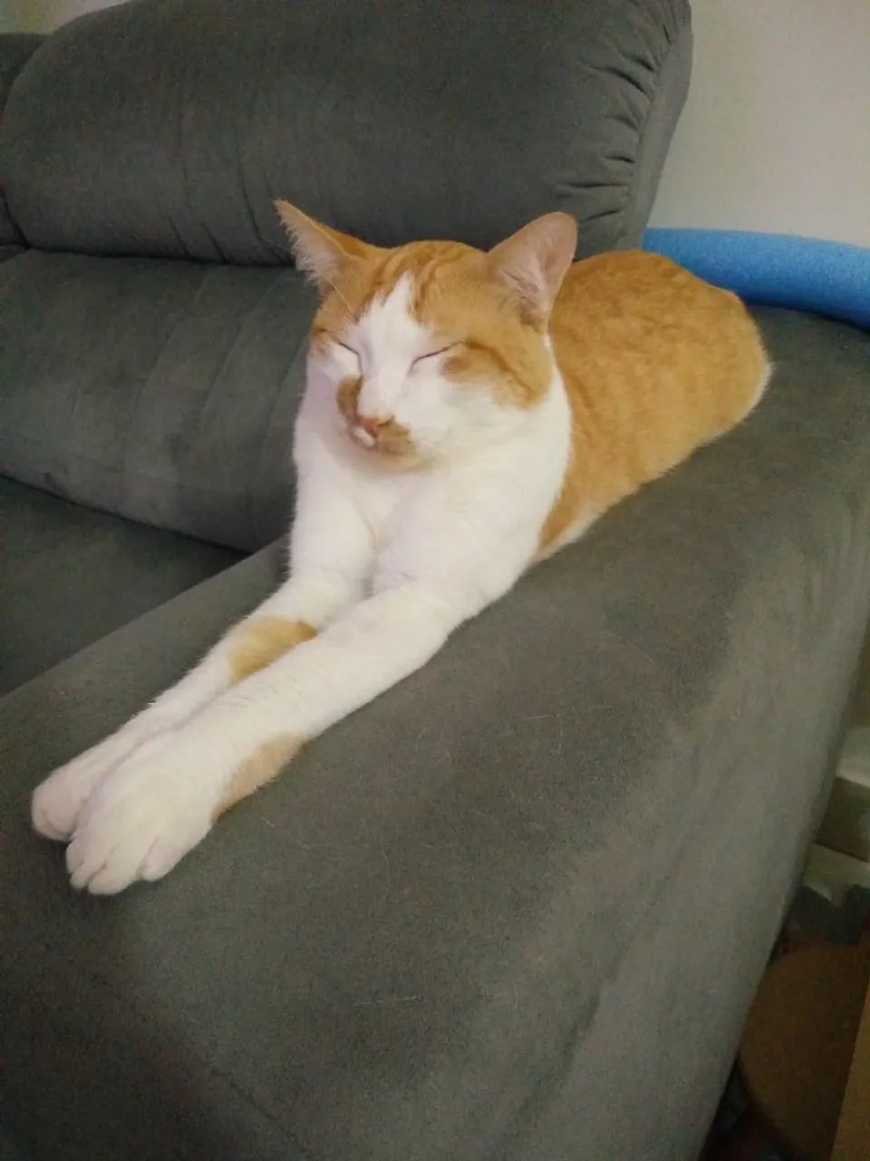 Doa-se gato macho adulto - Foto 2