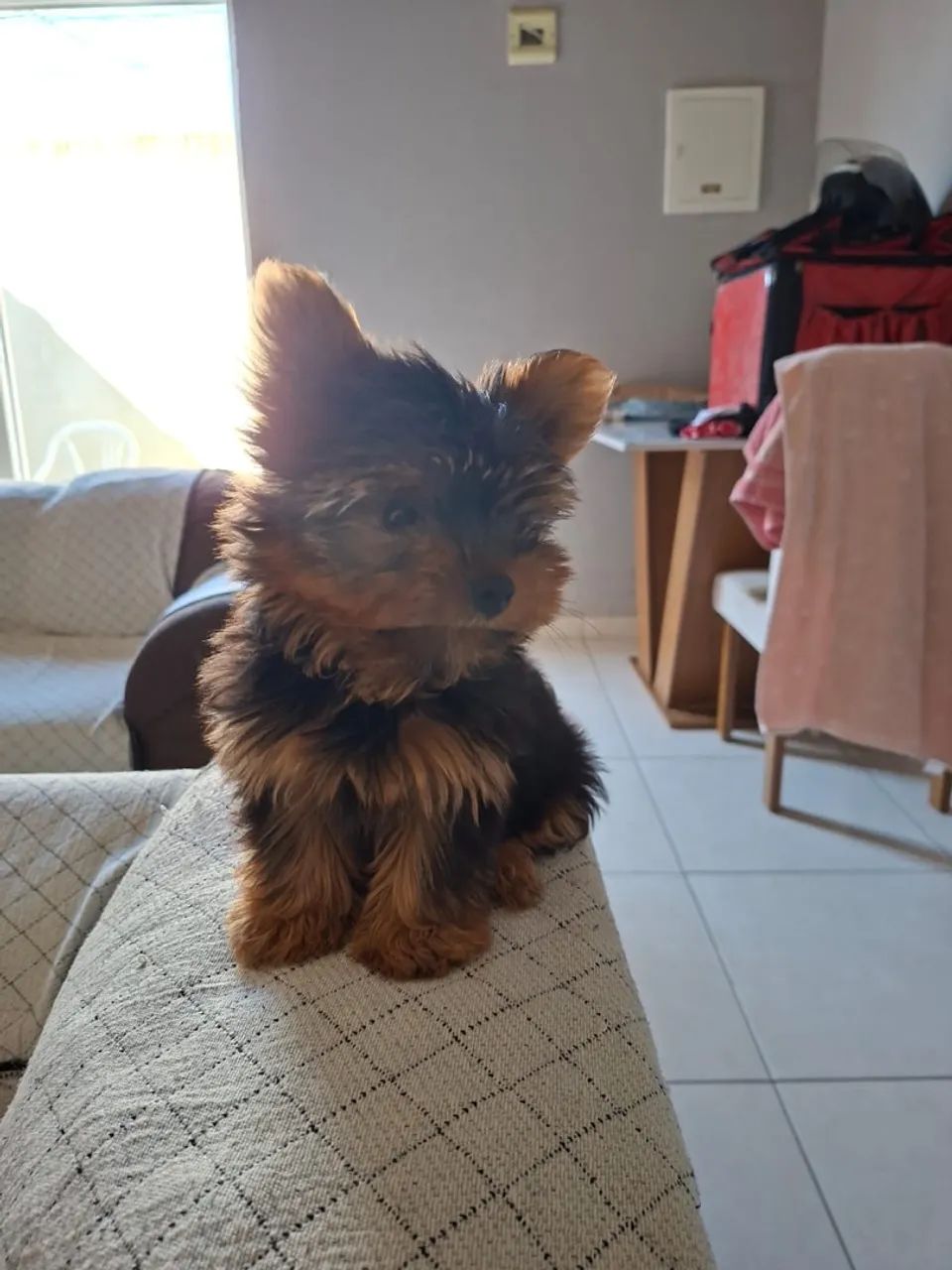 Filhote Yorkshire Terrier - Encantador e Carinhoso!
