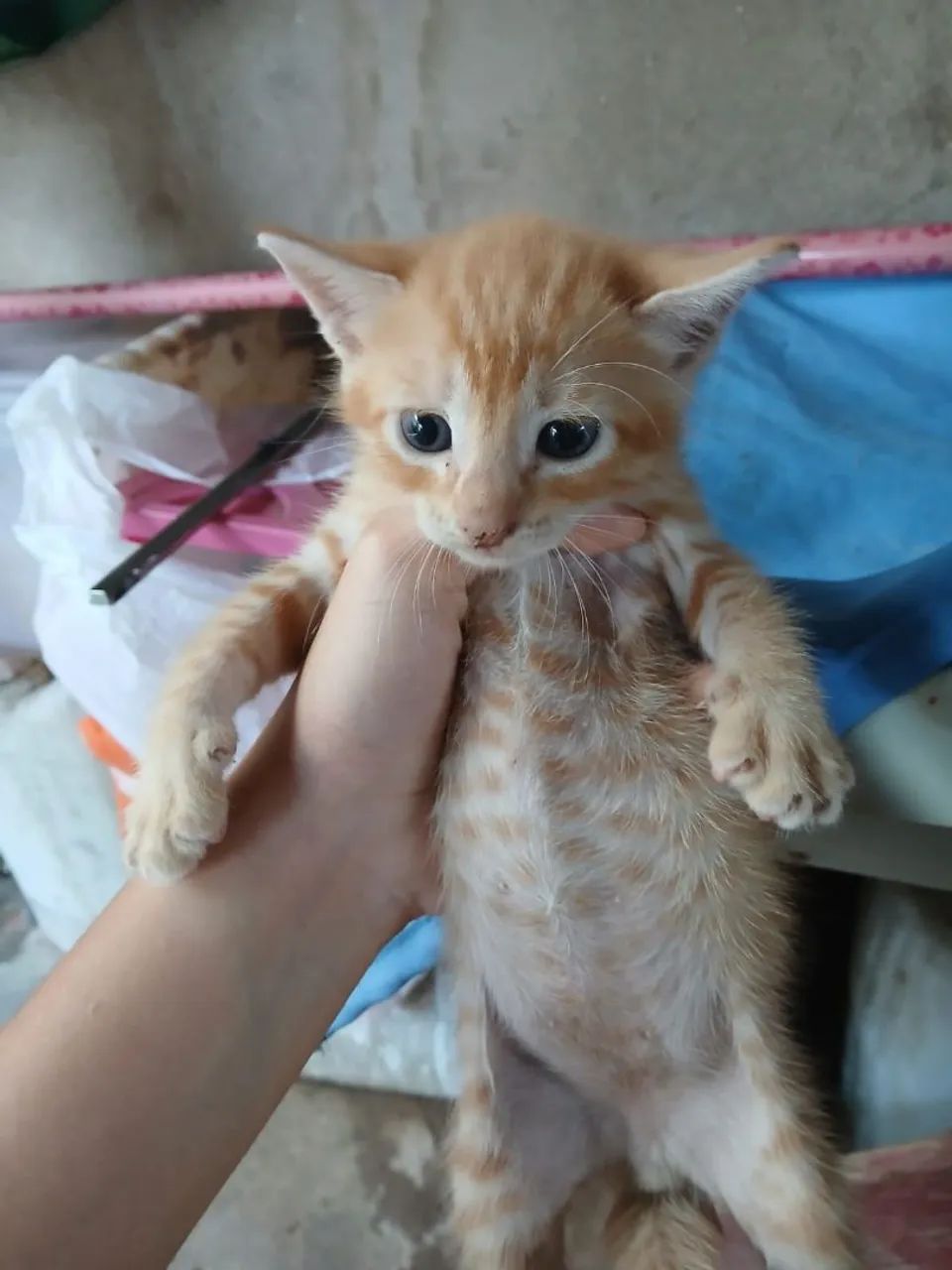 Gatinhos para adoção - Foto 4