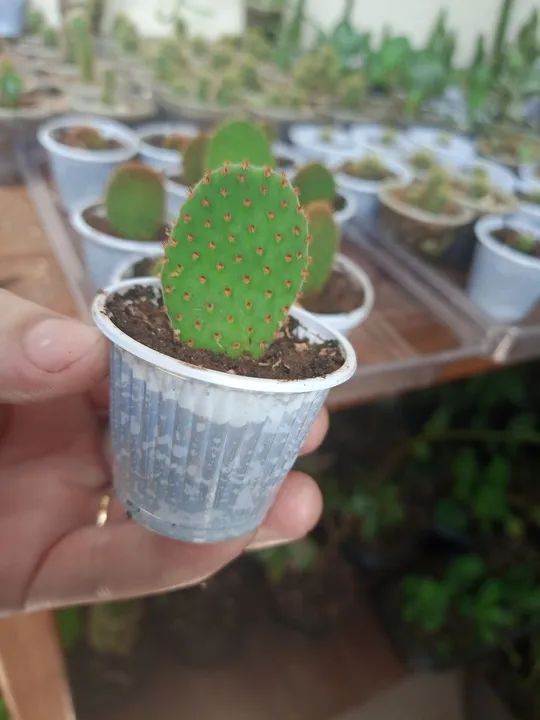Cactus Opuntia orelha de Mikey ,lembrancinhas para eventos etc... - Foto 3