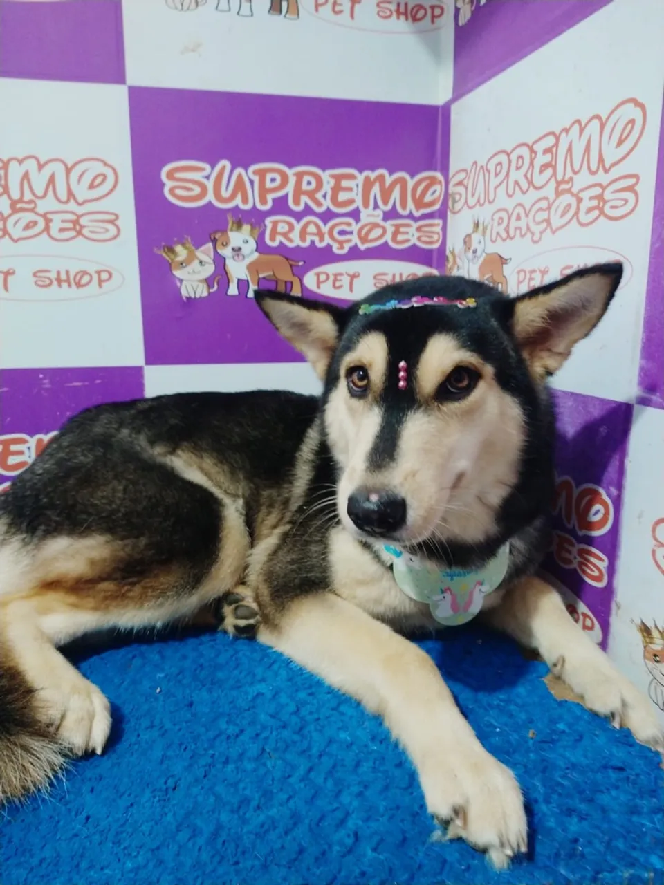 Linda Husky para adoção!