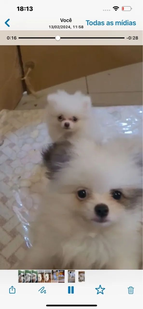 Spitz Alemão disponíveis