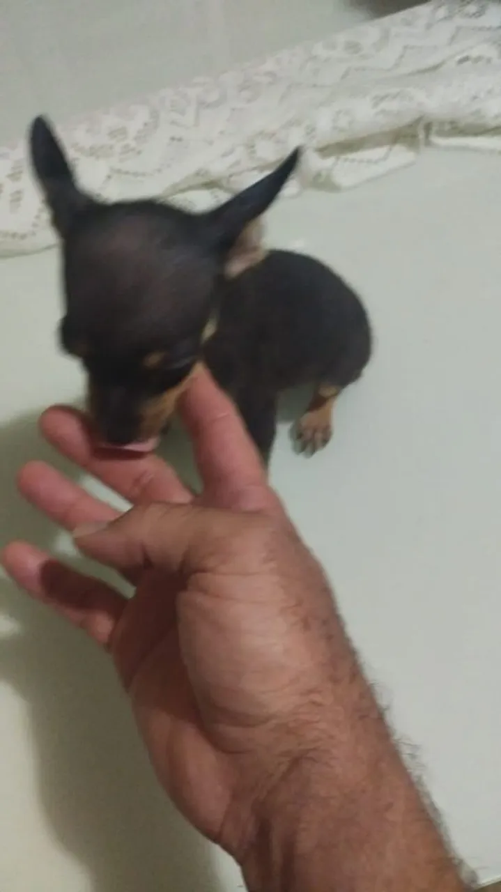 Pinscher zerinha femea!