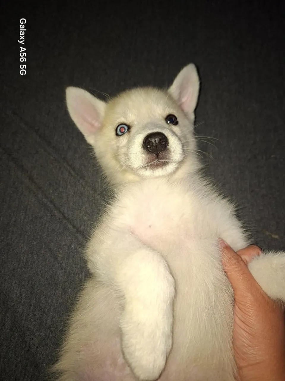 Filhote de Husky Siberiano - Olhos Heterocromia
