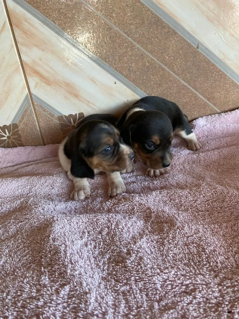 Filhotes de Beagle fêmea