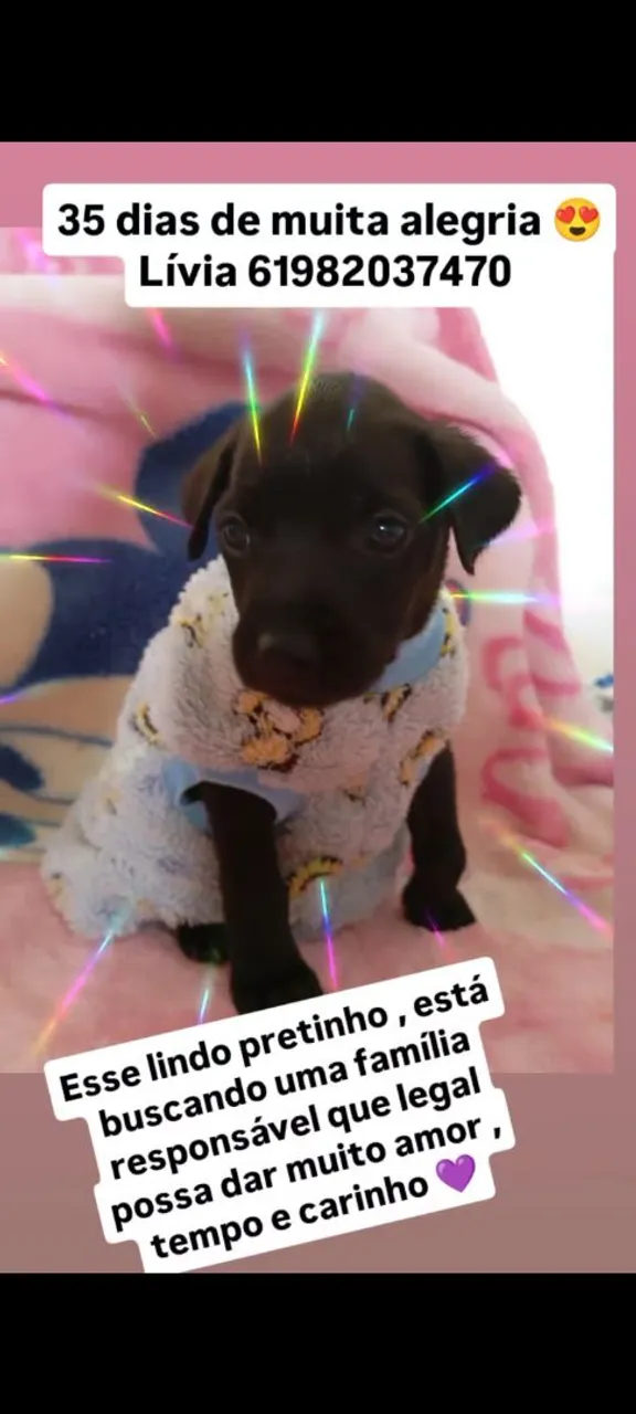 Filhote VIRA LATAS Adoção