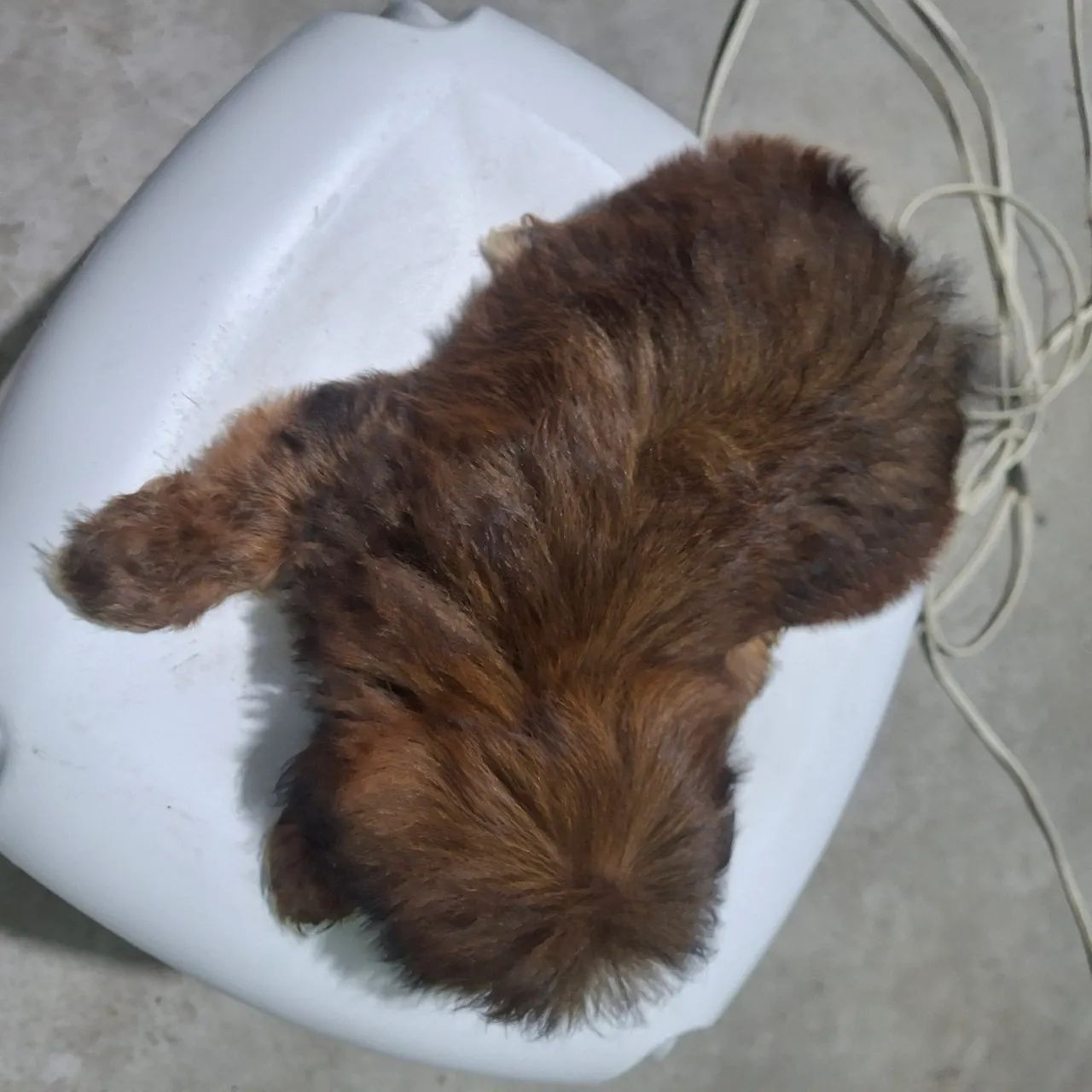 Lhasa apso - Foto 3