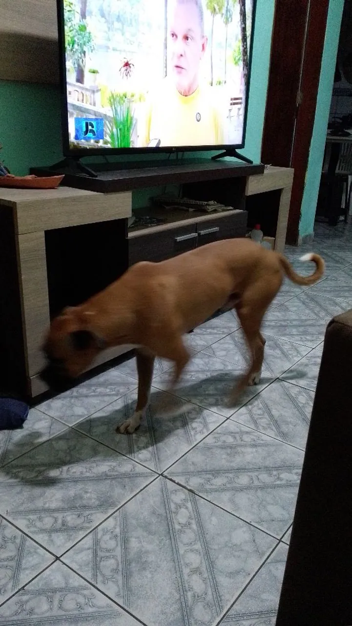 Cachorro Boxer para Adoção