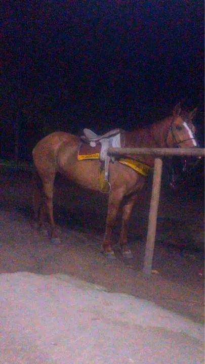 Égua meio sangue - Foto 5