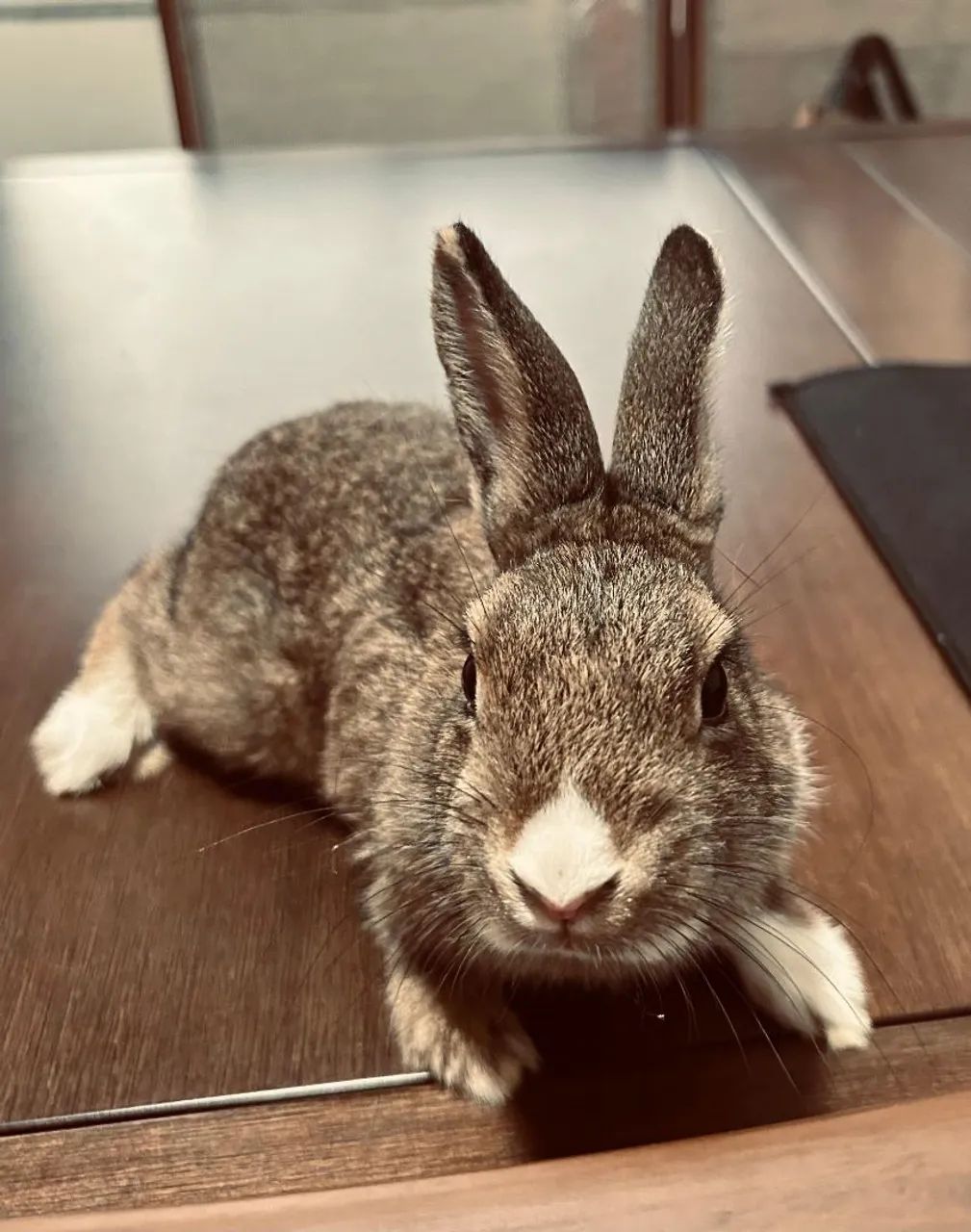 Coelha Netherland - Foto 2