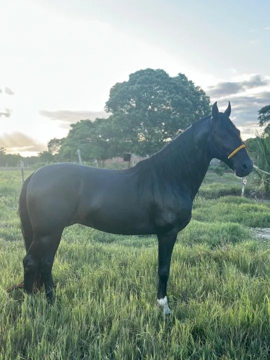 Cavalo Registrado Mangalarga Marchador Preto  - Foto 4