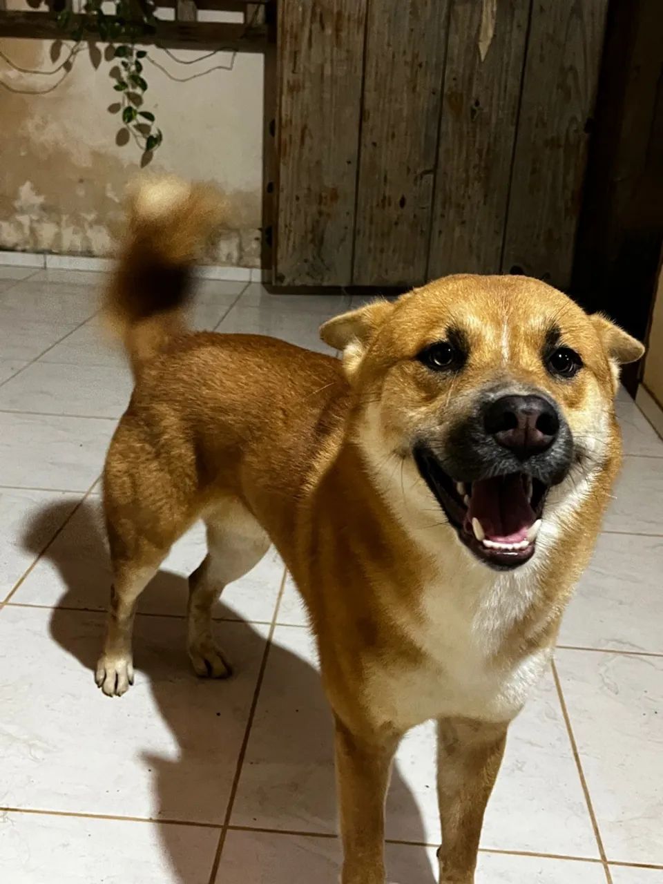 Cachorro lindo para adoção - Foto 3