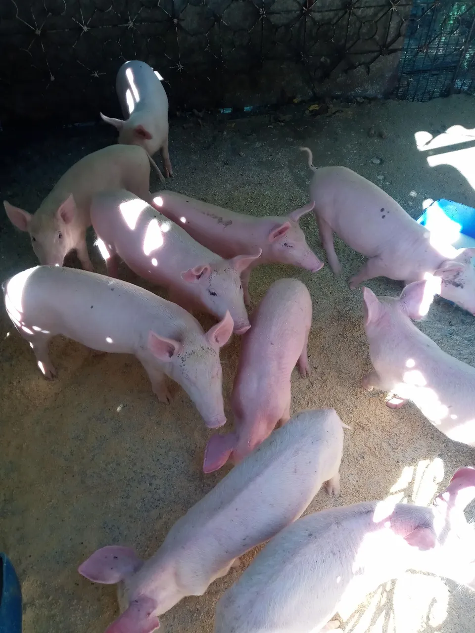 Porquinhos para Criação